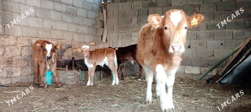 Öküz Tüwe Göle - Ашхабад - img 2