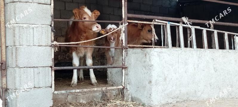 Öküz Tüwe Göle - Ашхабад - img 4