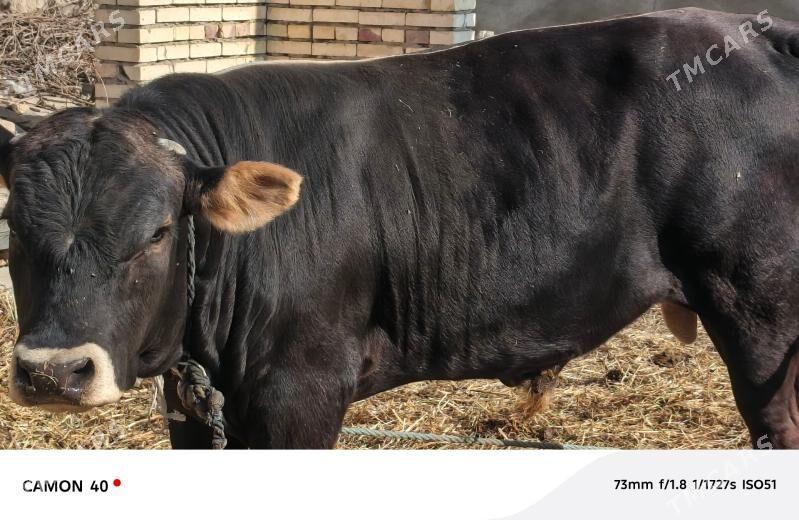 öküz - Гёкдепе - img 9