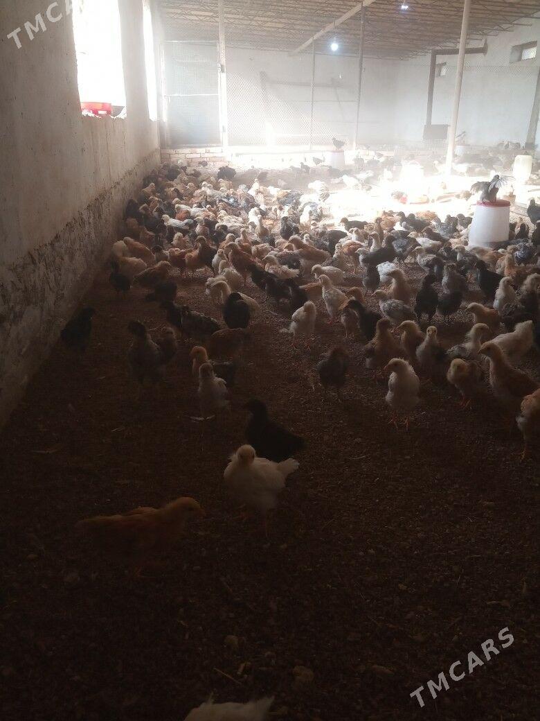 towuk juje - Байрамали - img 2