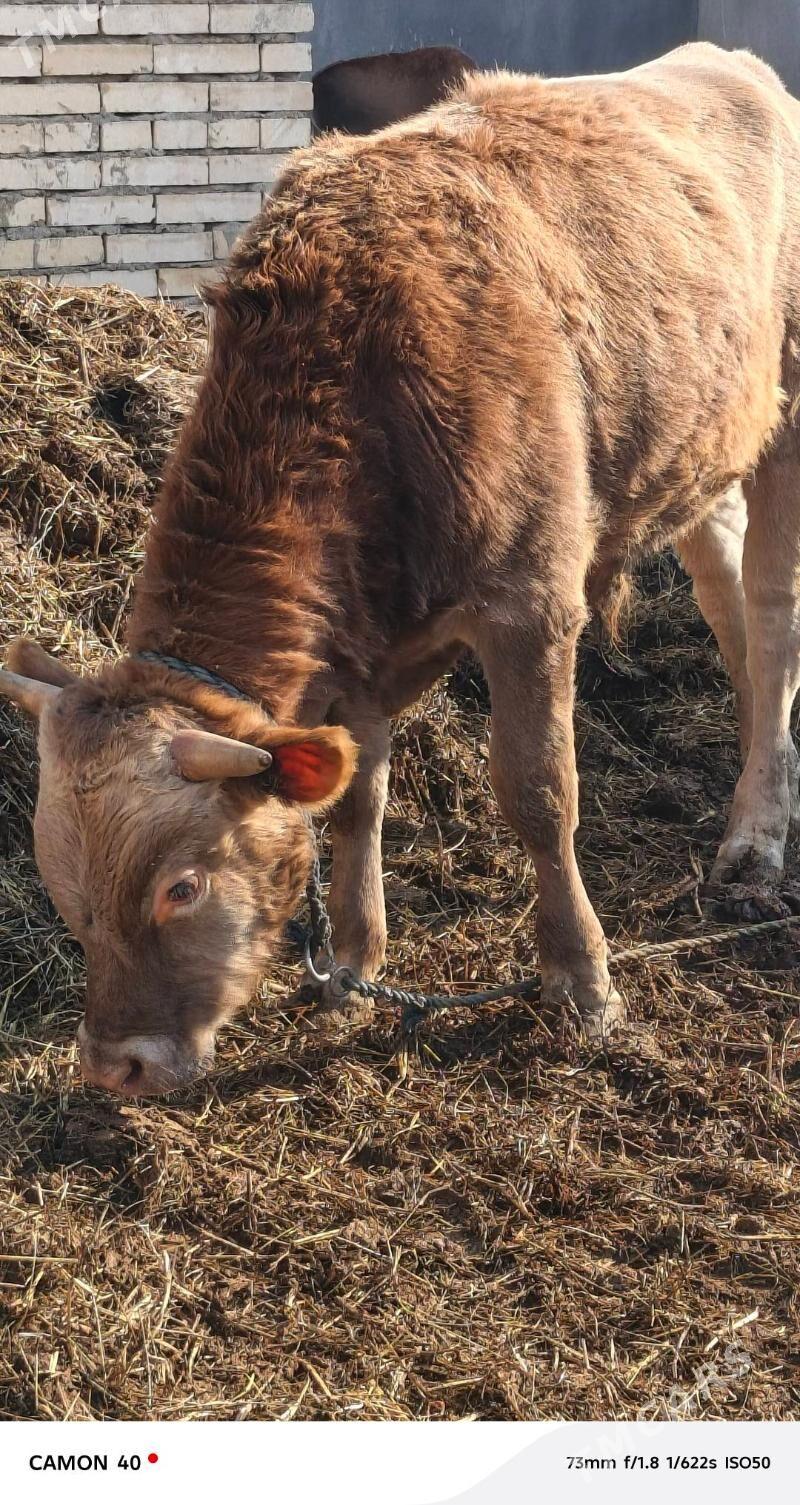 öküz - Гёкдепе - img 6