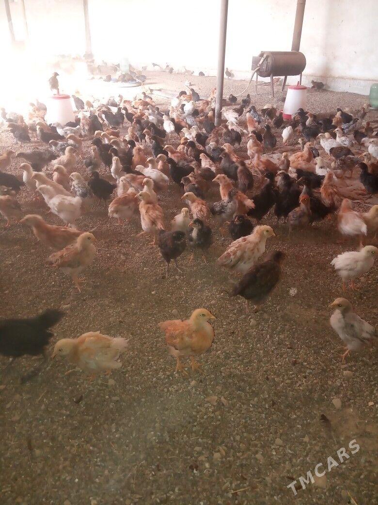 towuk juje - Байрамали - img 1