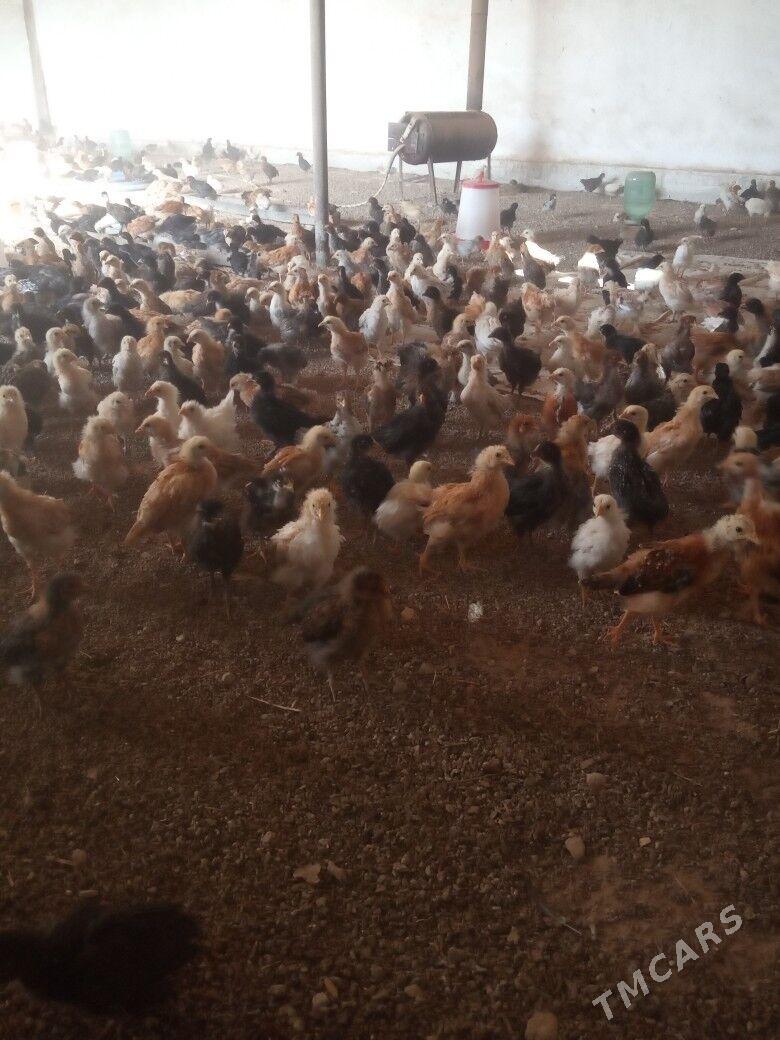 towuk juje - Байрамали - img 3