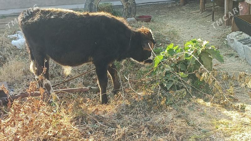 okuz - Гёкдже - img 2