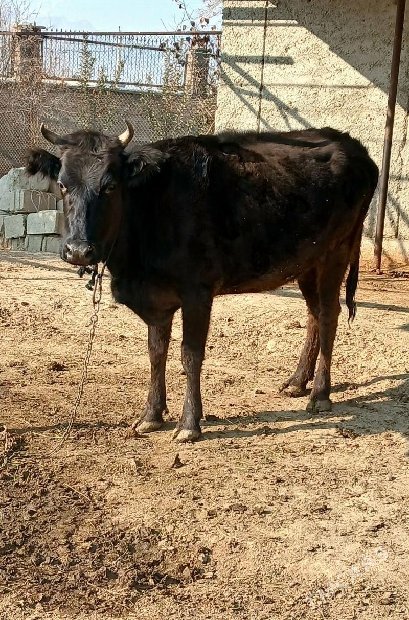 Tuwe 1guzlan - Бахарден - img 2