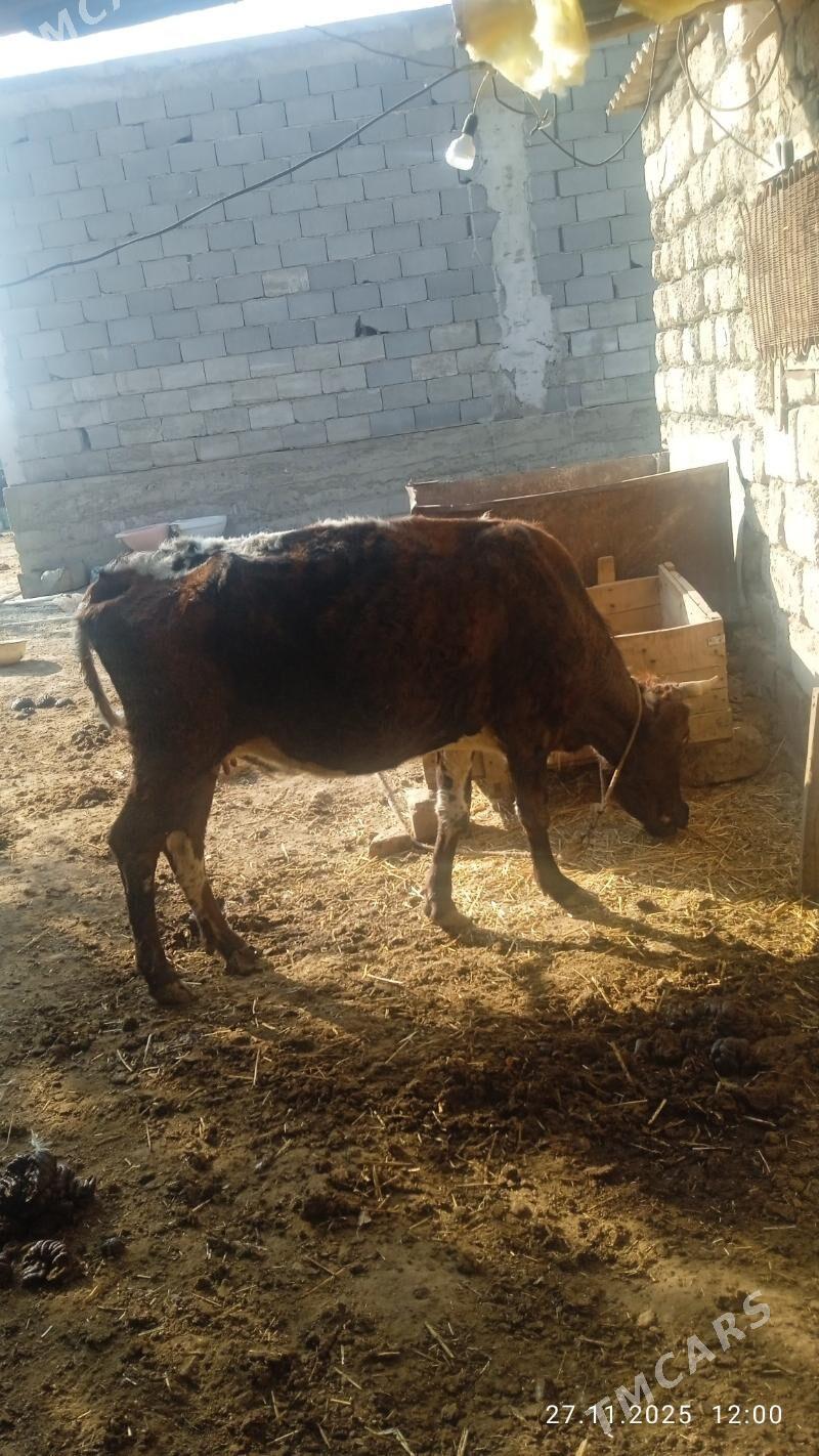 sagylyansygyr - Çoganly - img 3