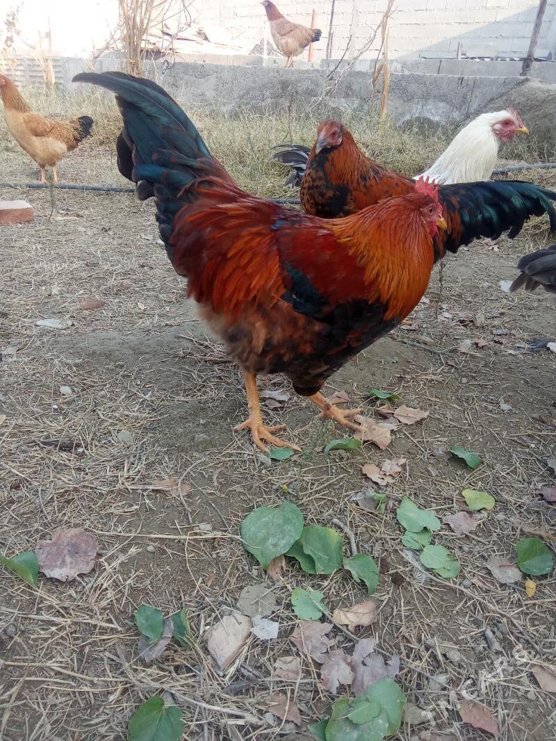 horaz - Bäherden - img 4