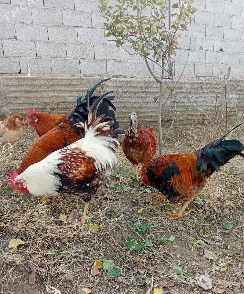 horaz - Bäherden - img 3