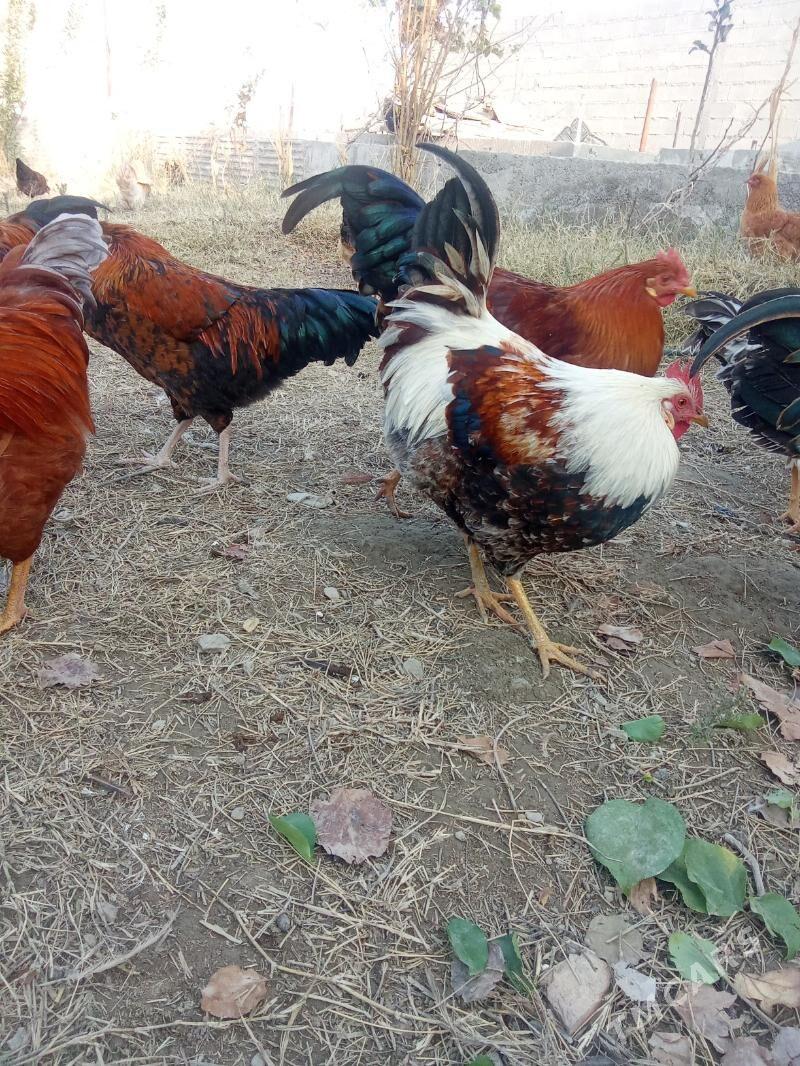 horaz - Bäherden - img 2