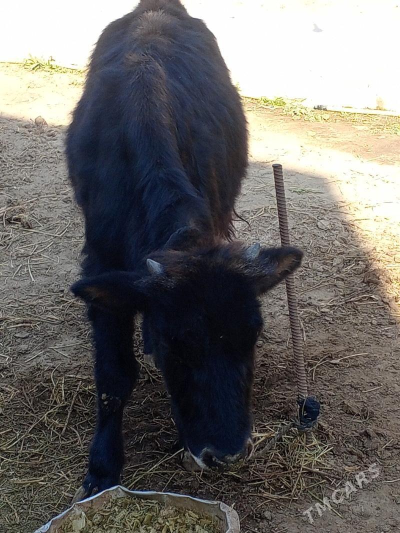 Okuz - Ашхабад - img 3