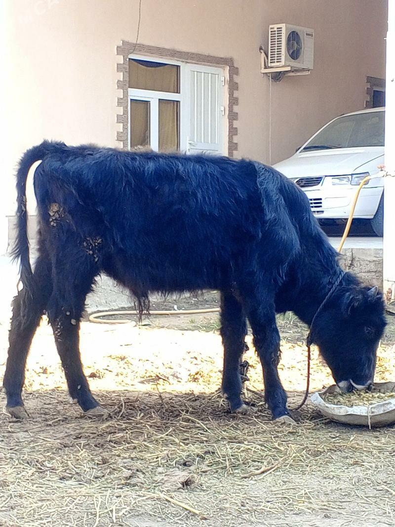 Okuz - Ашхабад - img 4