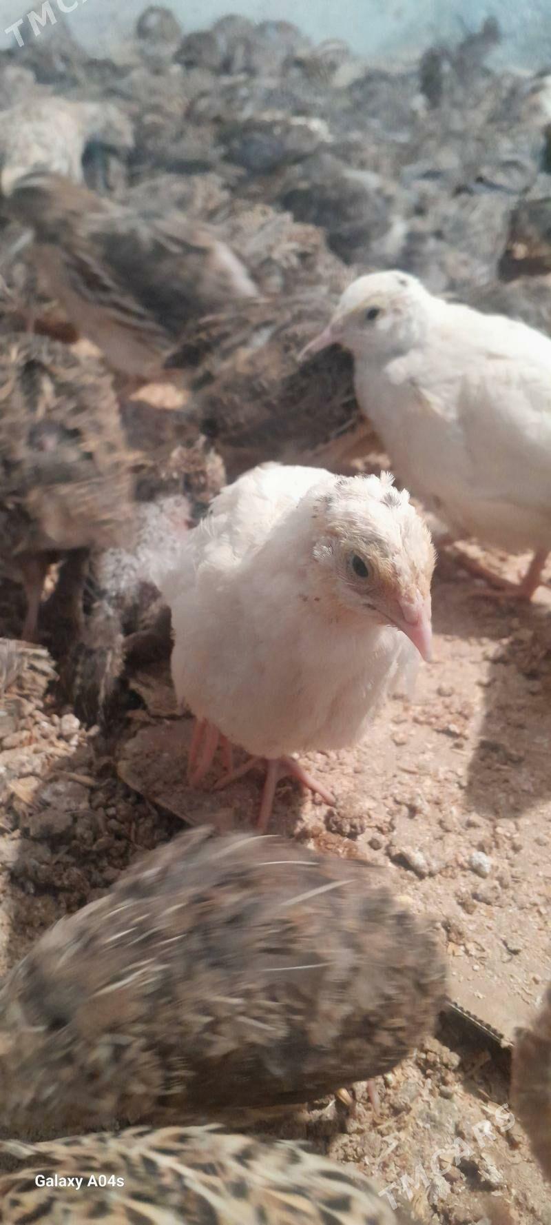 BEDENE - Gökdepe - img 2