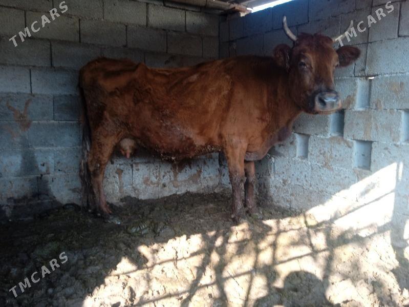 sygyr - Aşgabat - img 1