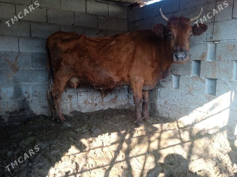 sygyr - Aşgabat - img 2