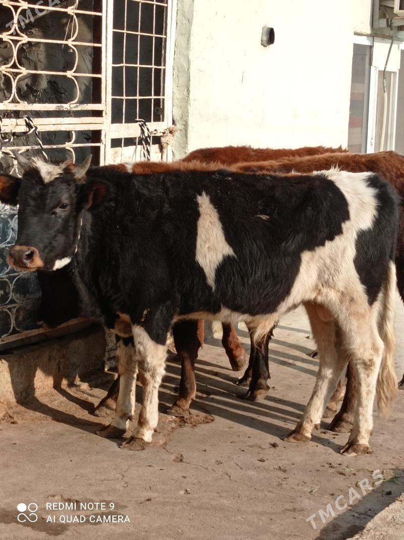 Gibrit tohum öküz - Ашхабад - img 4