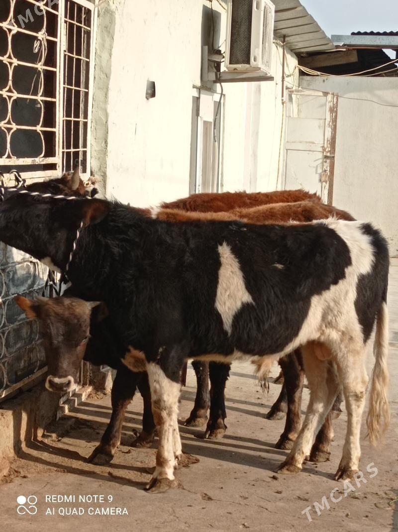 Gibrit tohum öküz - Ашхабад - img 2