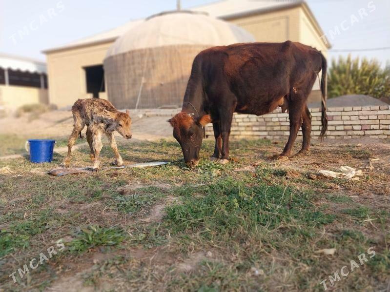 GÖLELI SYGYR - Wekilbazar - img 8