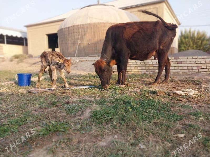 GÖLELI SYGYR - Wekilbazar - img 9