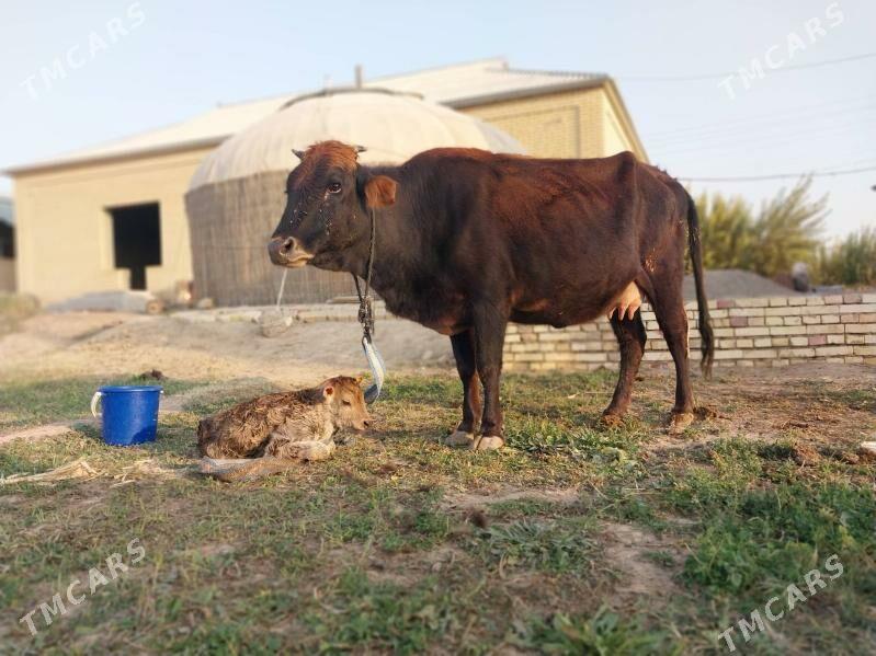 GÖLELI SYGYR - Wekilbazar - img 5