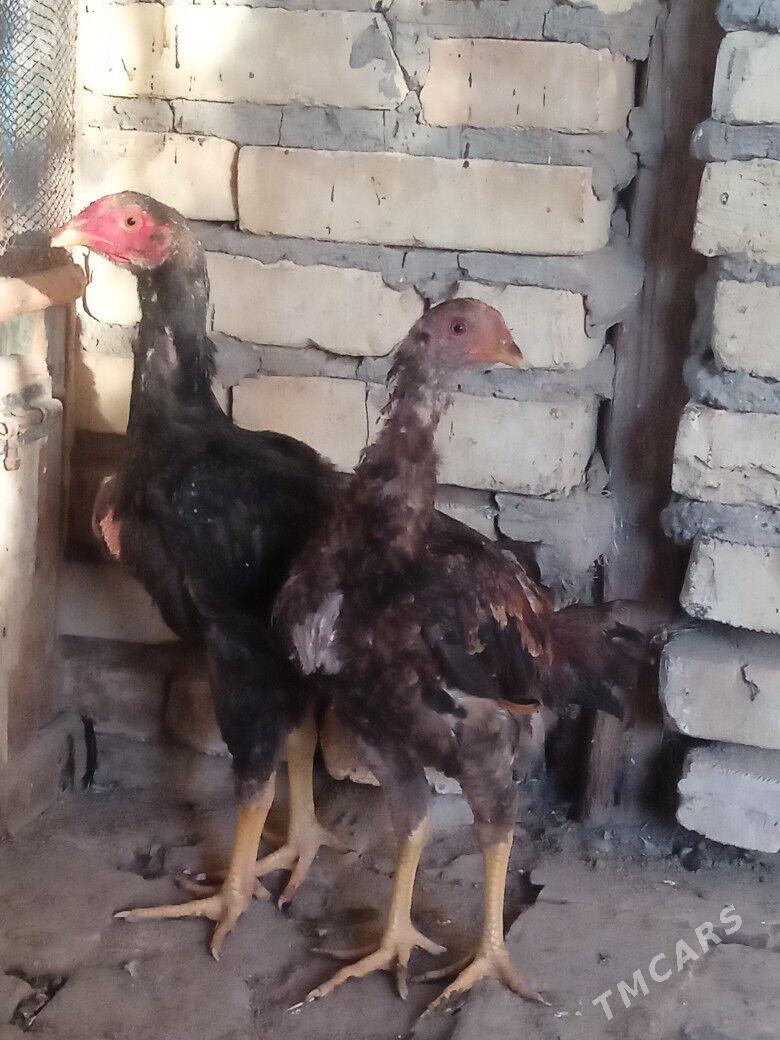 байсов хораз - Чарджоу - img 1