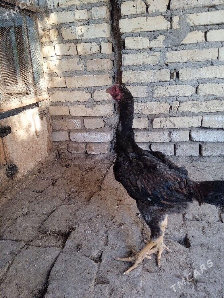 байсов хораз - Чарджоу - img 2