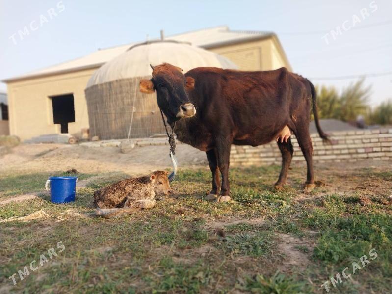 GÖLELI SYGYR - Wekilbazar - img 6