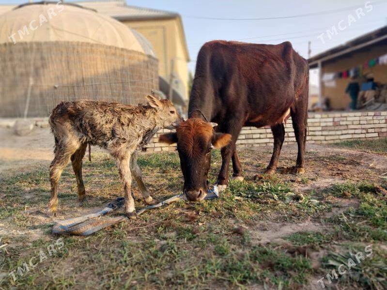GÖLELI SYGYR - Wekilbazar - img 1