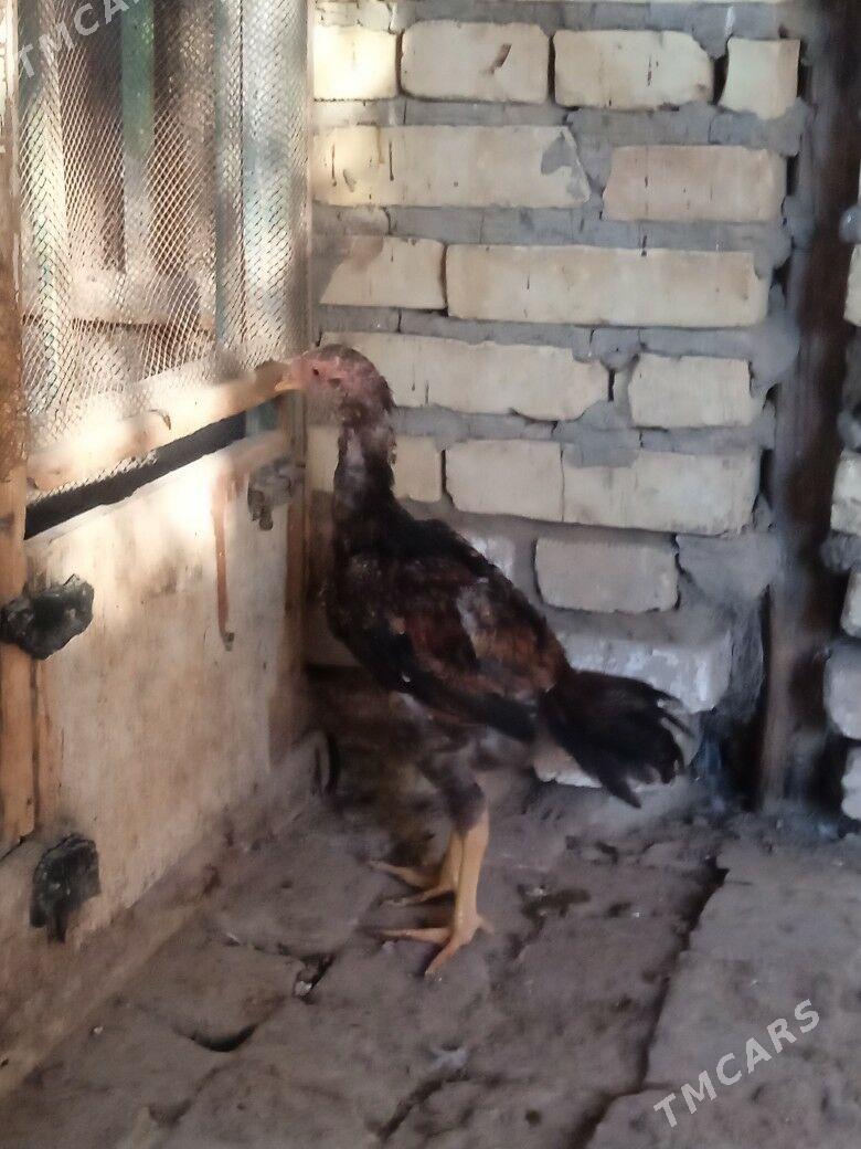 байсов хораз - Чарджоу - img 3