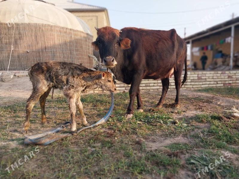 GÖLELI SYGYR - Wekilbazar - img 2
