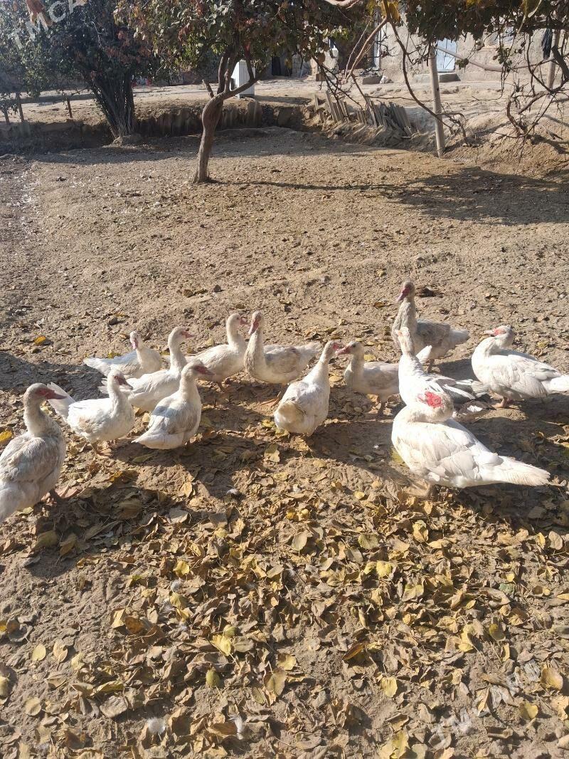 Ìndwutka.ördek - Ашхабад - img 1