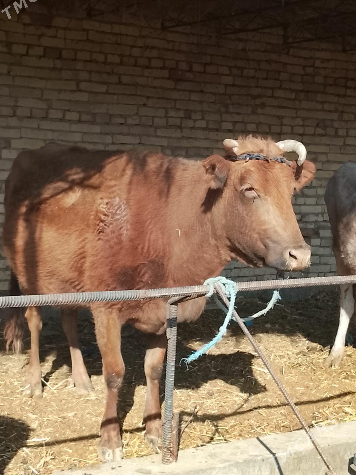 goleli yetik bogaz sygyr - Дянев - img 3