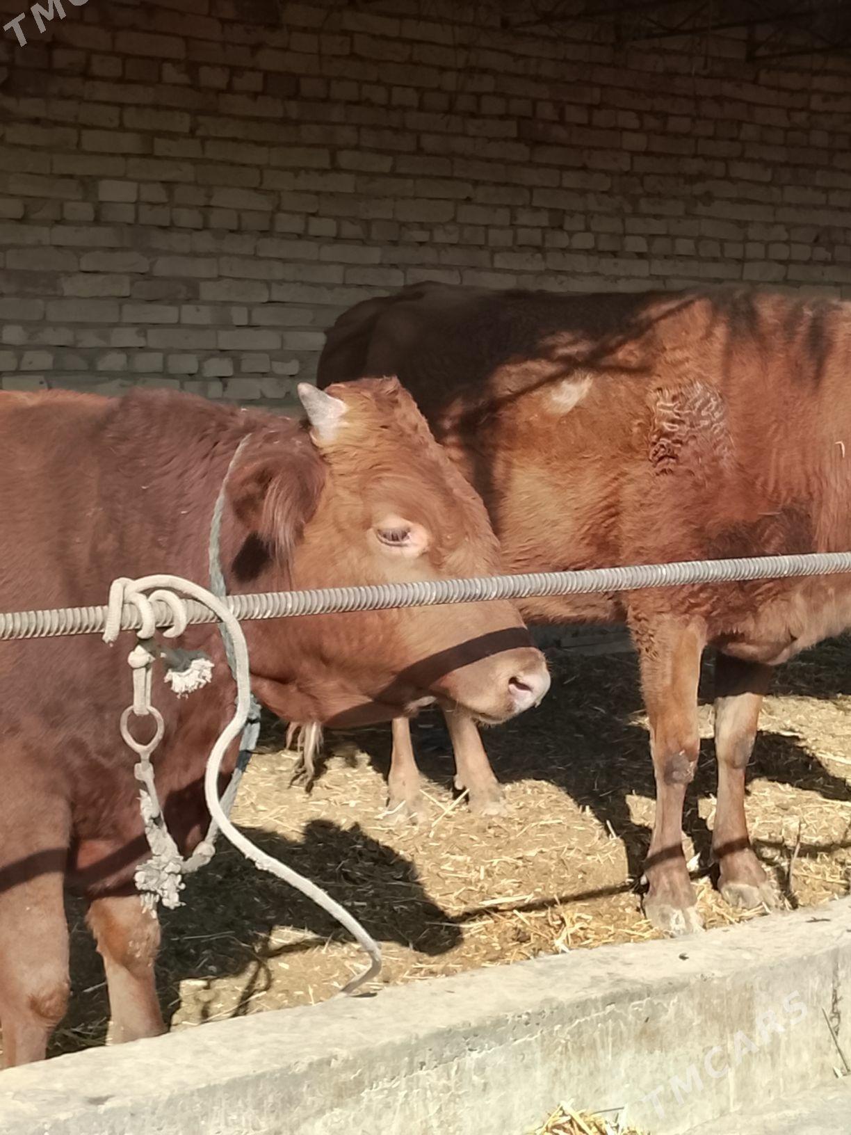 goleli yetik bogaz sygyr - Дянев - img 2