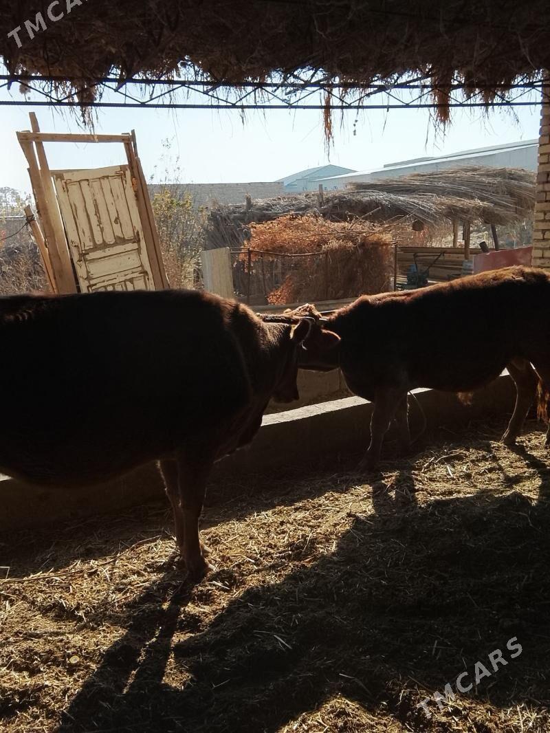 goleli yetik bogaz sygyr - Дянев - img 4