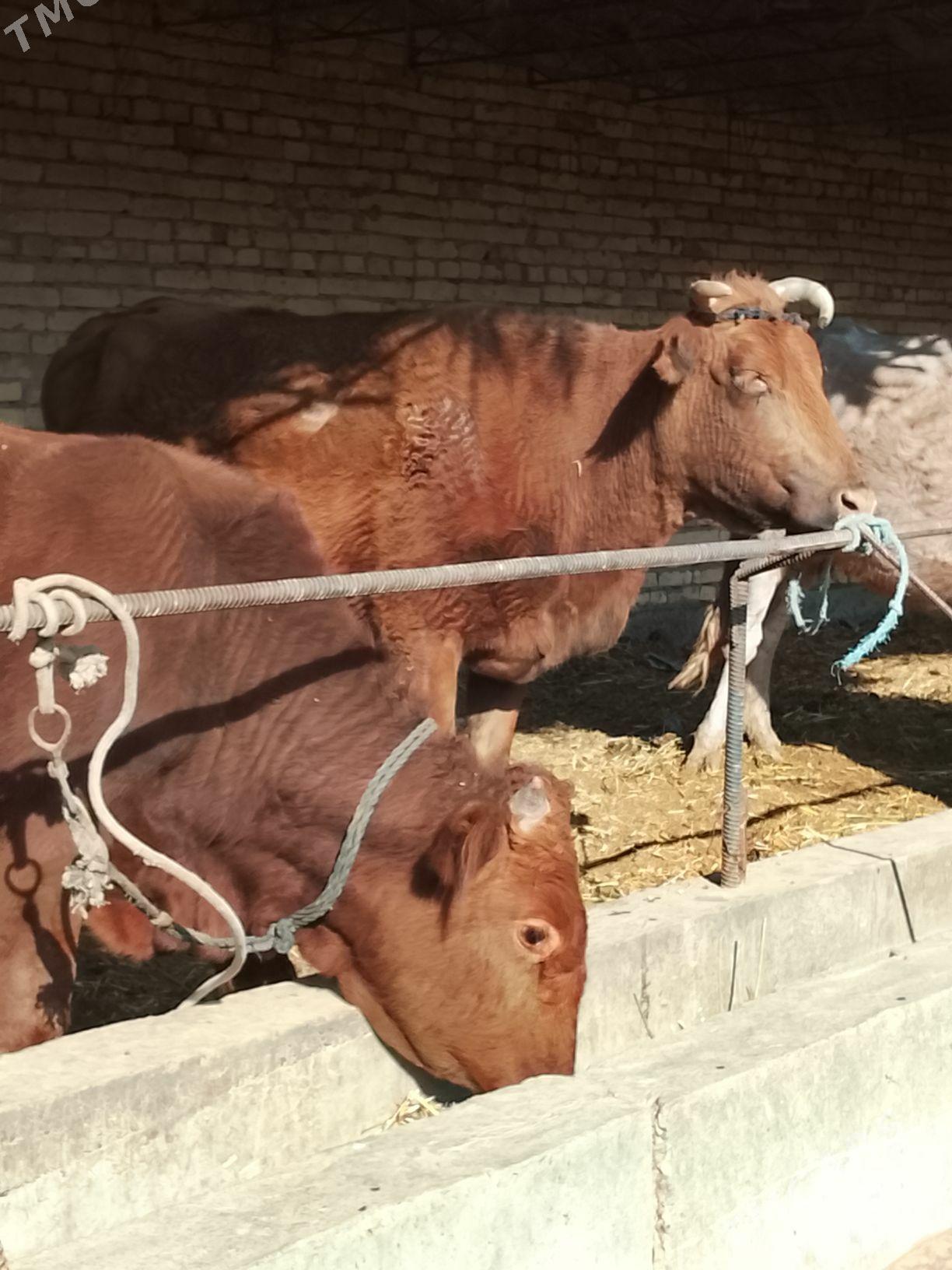 goleli yetik bogaz sygyr - Дянев - img 5