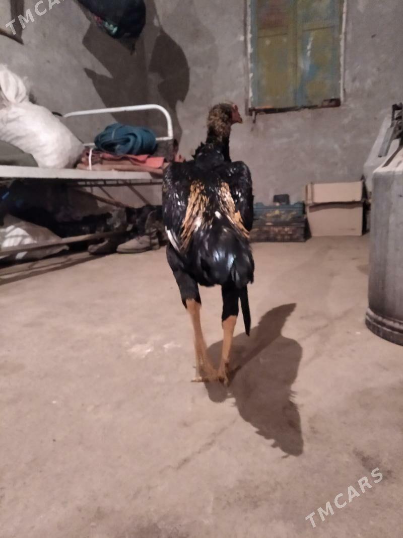 baysow juje - Фарап - img 6