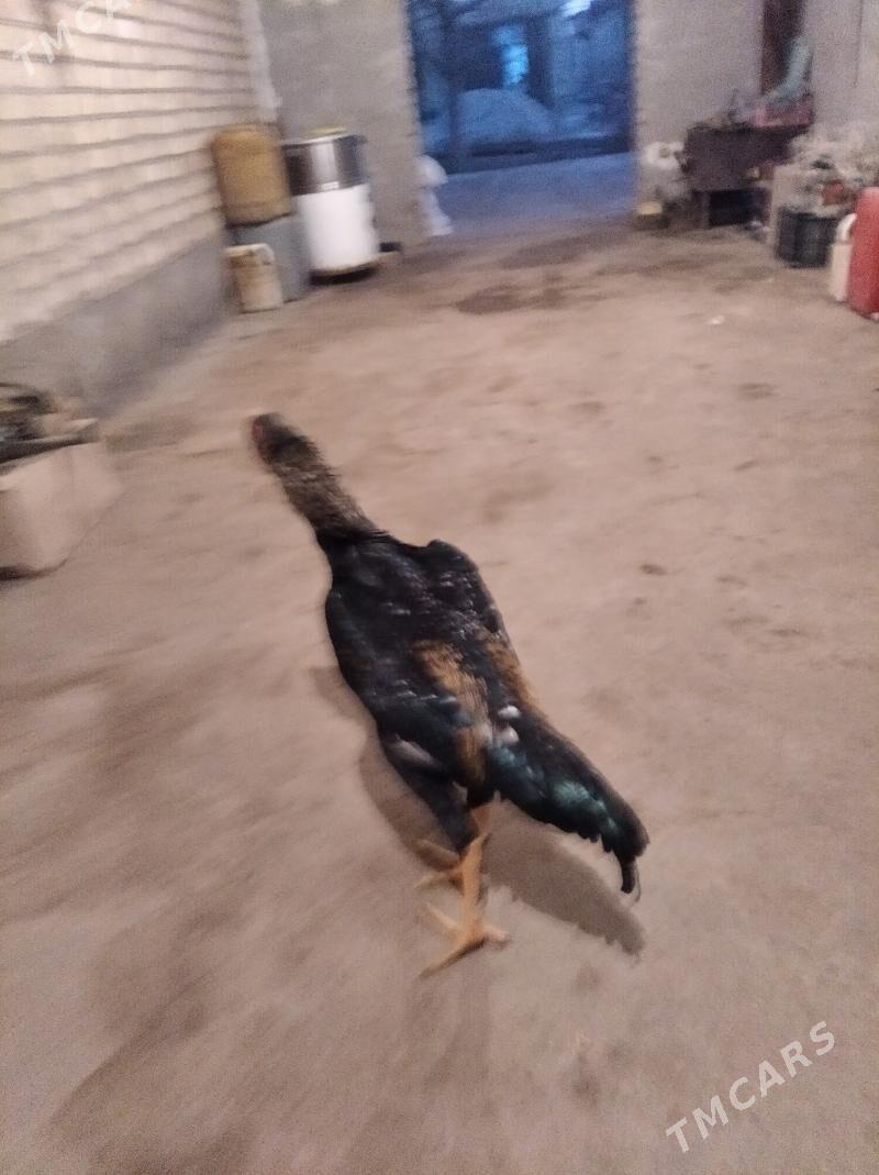 baysow juje - Фарап - img 4