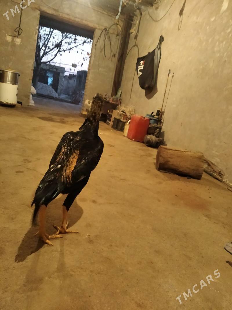 baysow juje - Фарап - img 3