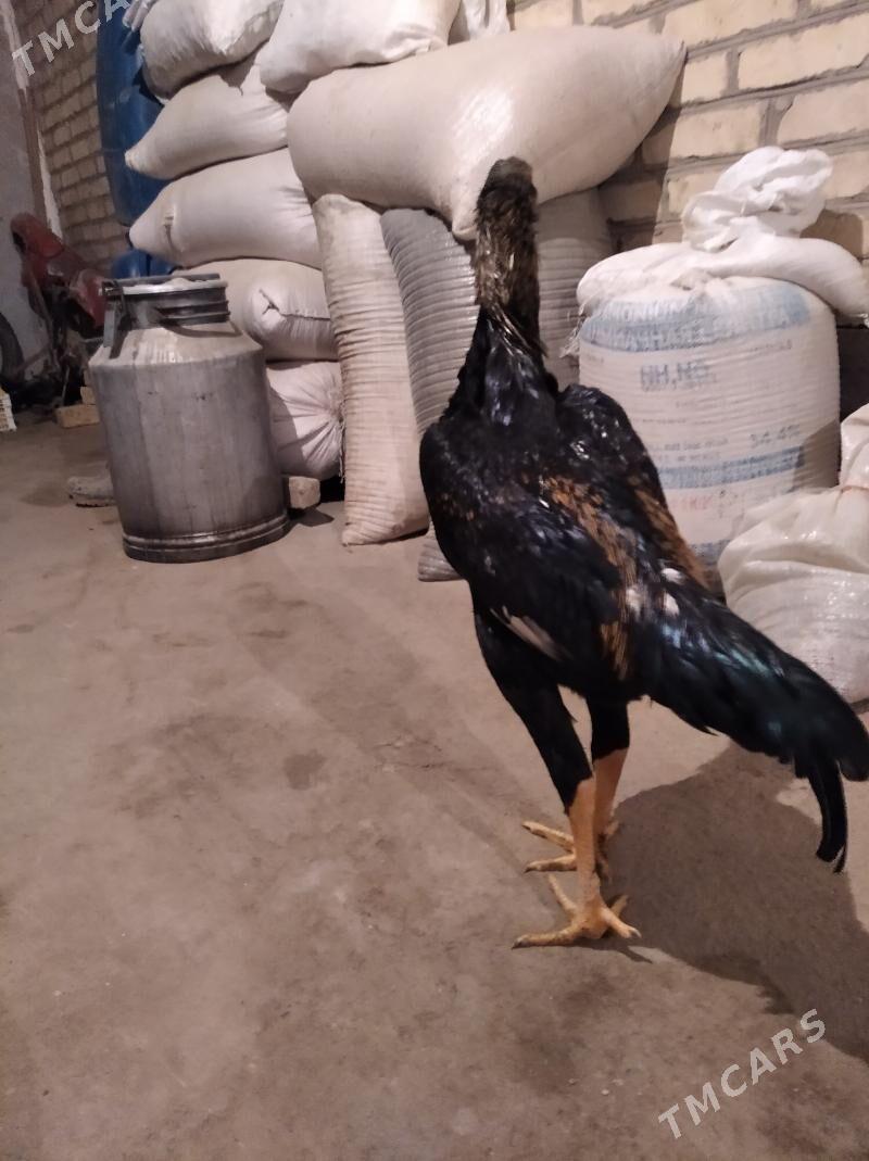 baysow juje - Фарап - img 2