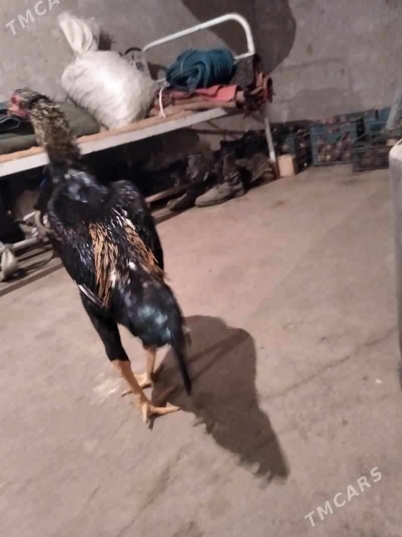 baysow juje - Фарап - img 7