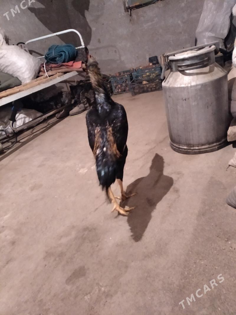 baysow juje - Фарап - img 5