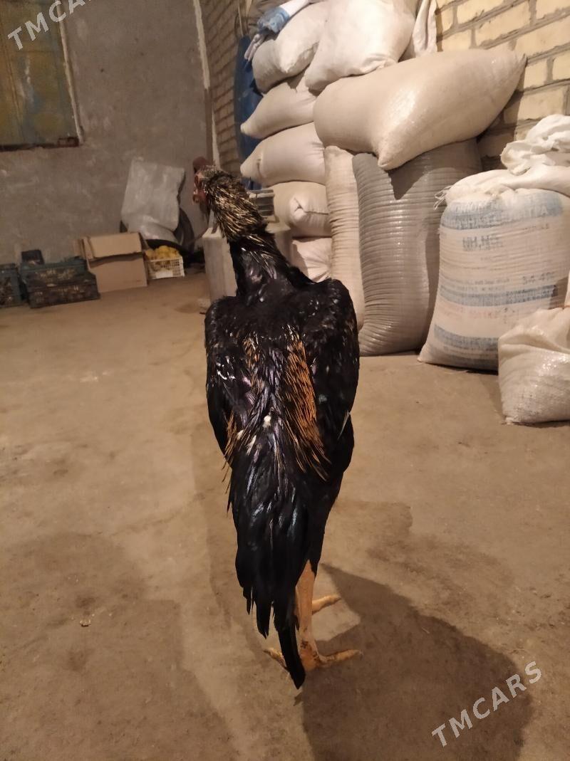 baysow juje - Фарап - img 1