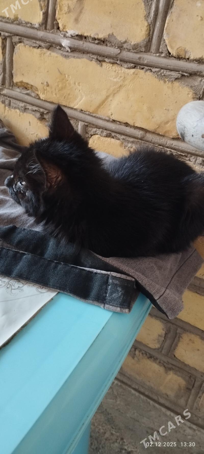 котёнок - Türkmenabat - img 2