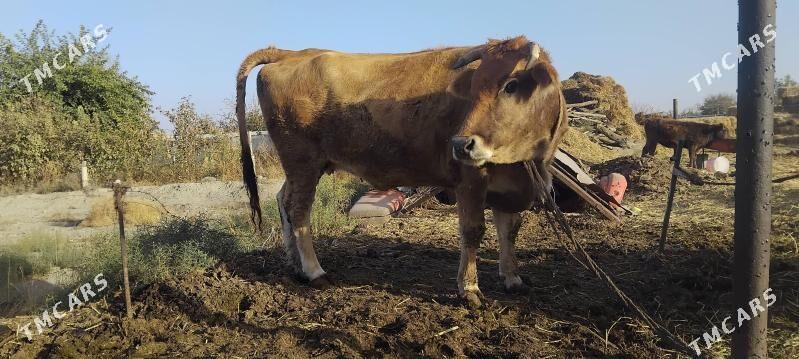 gysyr.sygyr - Бахарден - img 1