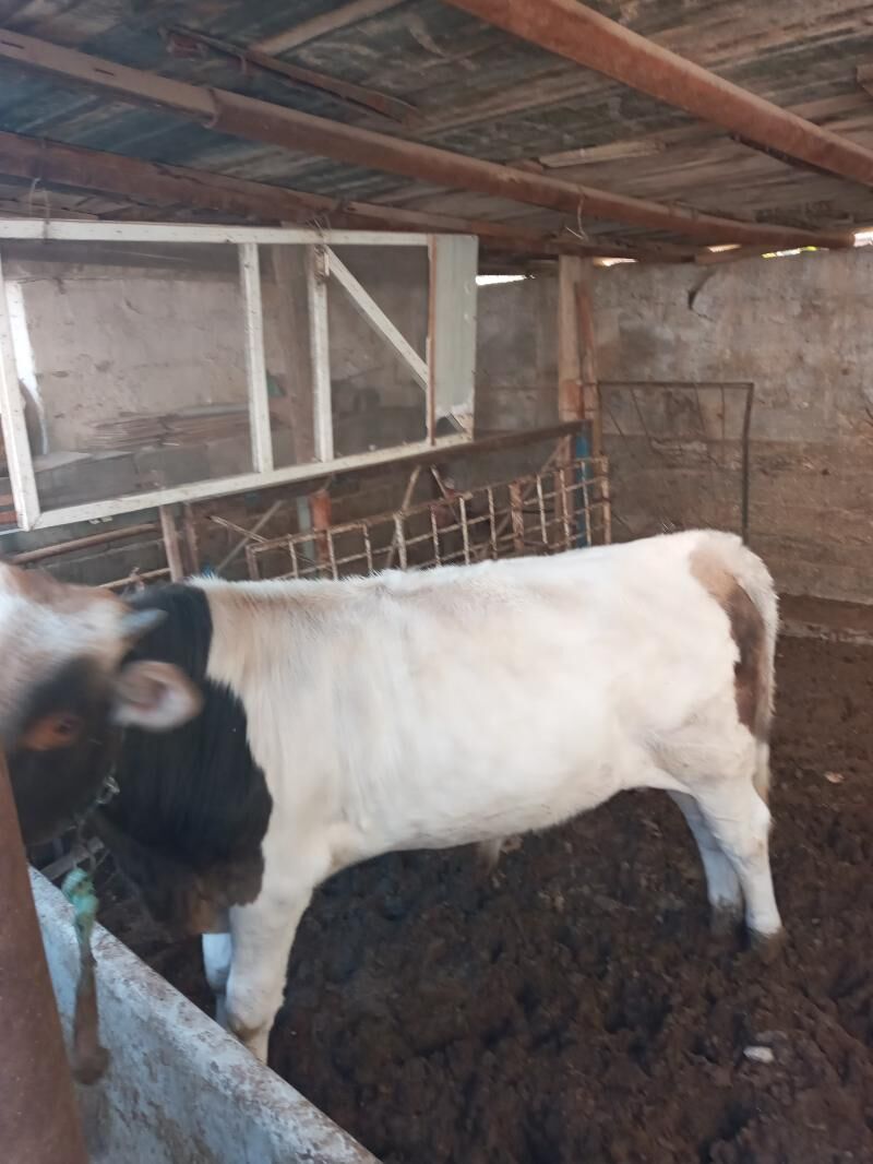 okuz - Balkanabat - img 2