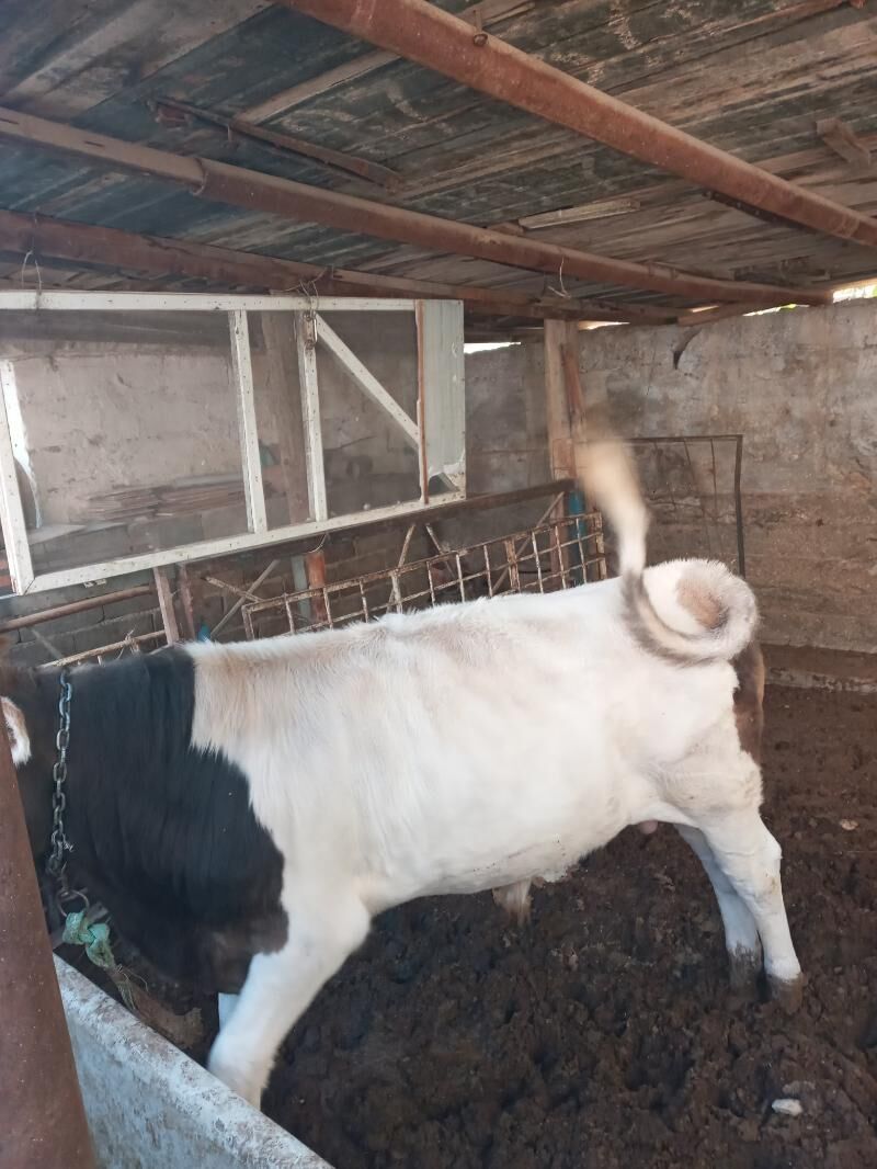 okuz - Balkanabat - img 3