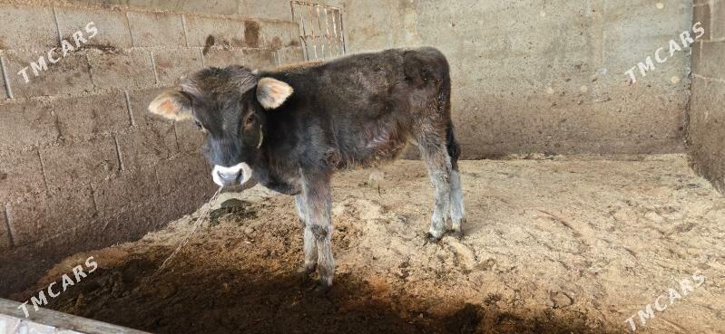 okuz - Ашхабад - img 2