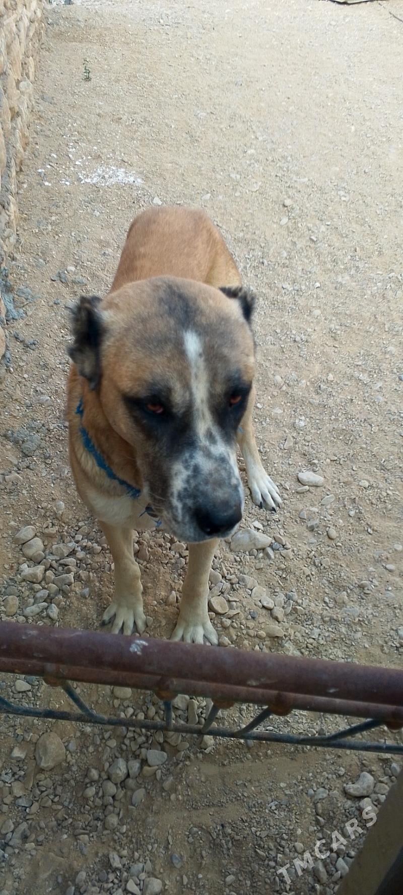 Gujik - Balkanabat - img 4