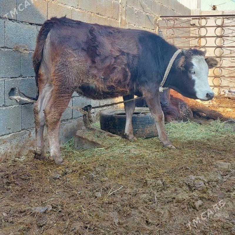 öküz tüwe - Гёкдепе - img 4