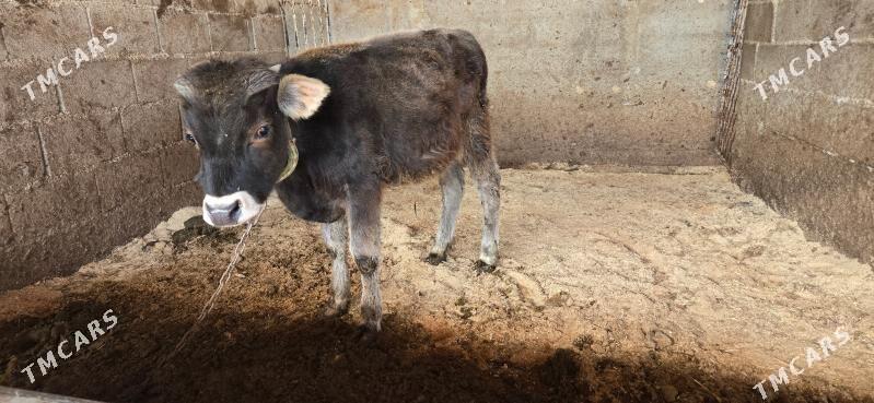 okuz - Ашхабад - img 3