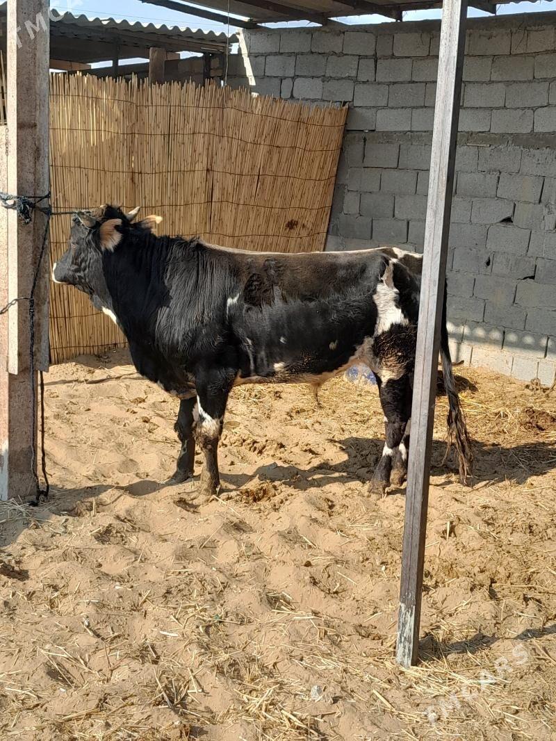 öküz - Гёкдепе - img 3